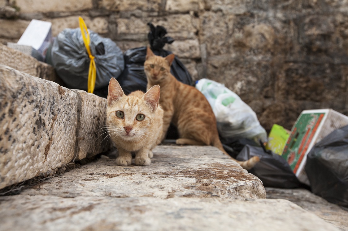 From cats flung off buildings to mass poisoning of stray dogs – how  tolerant is the public towards stray animals on our streets in the past  year? - Berkshire Media